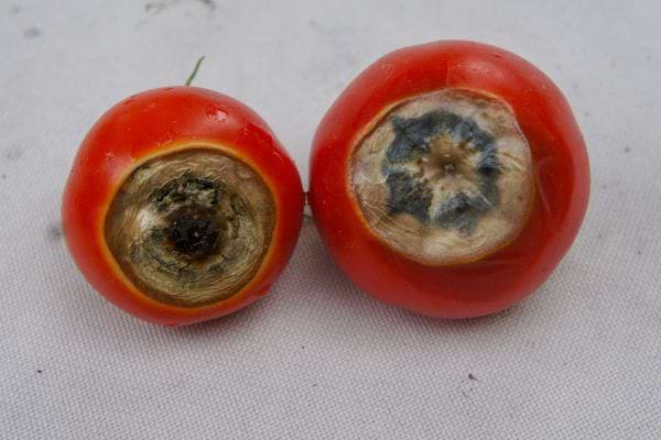 Deux tomates pourries