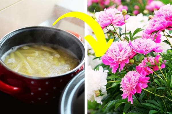 eau de cuisson des pâtes et pivoines roses en fleur