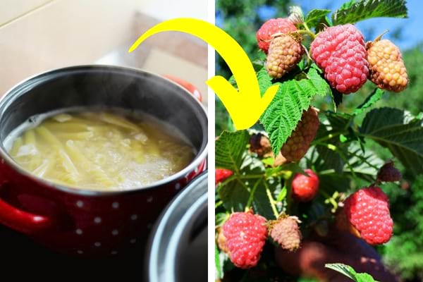 eau de cuisson des pâtes engrais naturel pour les framboisiers