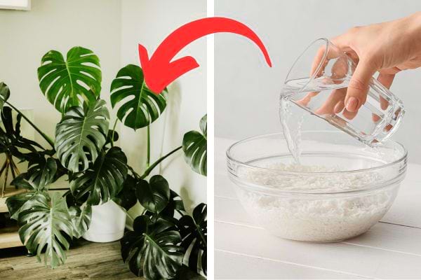 De l'eau de riz pour en mettre sur une plante d'intérieur