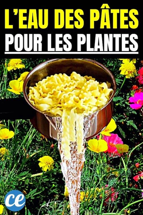L'eau des pâtes pour les plantes