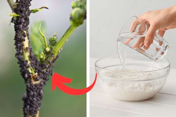 De l'eau de riz pour chasser les antiparasites sur fleurs