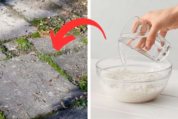 De l'eau de riz qui sert de désherbant naturel pour l'herbe dans le sol