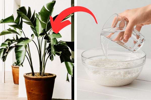 De l'eau de riz pour en mettre sur une plante d'intérieur