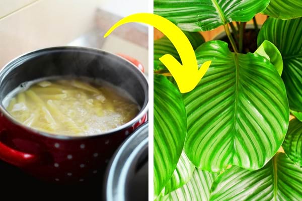 eau de cuisson des pâtes pour faire briller les feuilles des plantes vertes