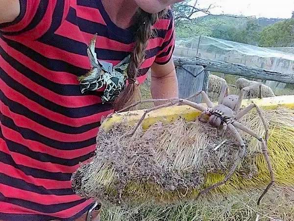 Une femme portant un tee-shirt à rayures noir et rouge devant une grosse araignée 