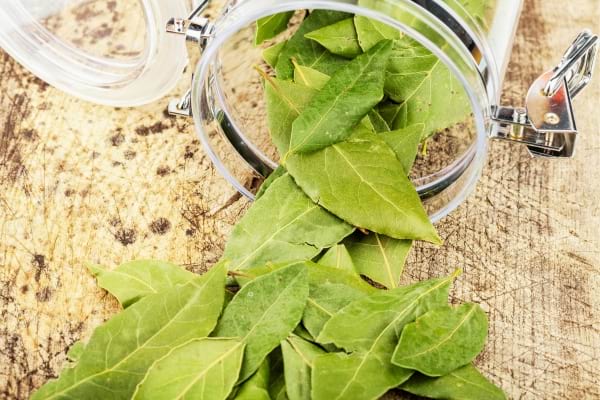 Des feuilles de laurier qui servent à repousser les mouches
