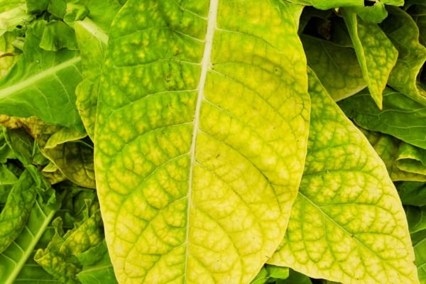 Des feuilles de tabac pour repousser les mouches