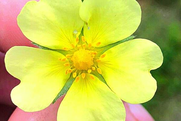 Une fleur de soufre dans la main d'une personne 