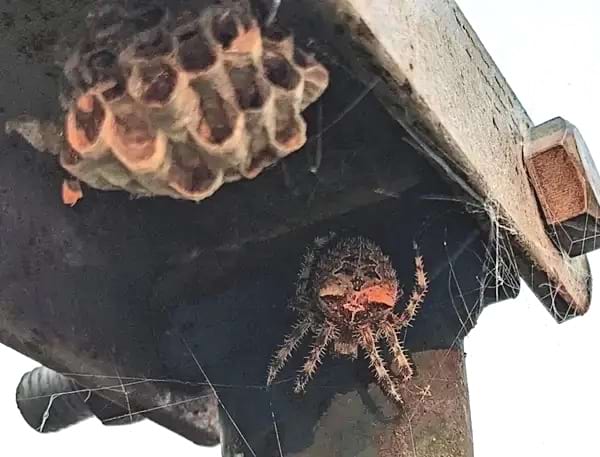Une araignée poilu sur un plafond en extérieur 
