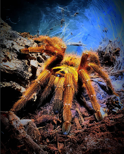 Une grosse araignée avec un fond bleu avec sa toile 