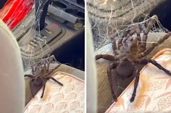 Une énorme araignée sur le siège d'une voiture avec sa toile un peu partout 