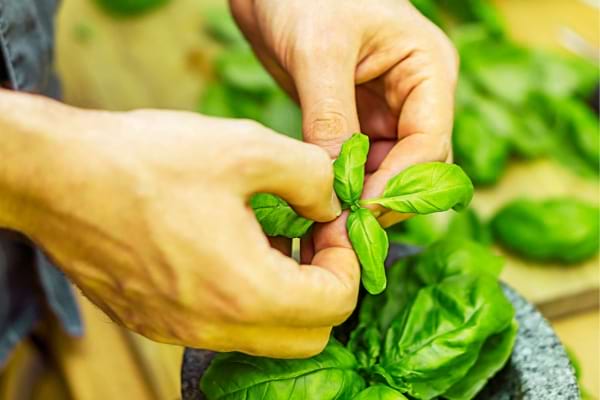 Du basilic dans les mains pour repousser les mouches