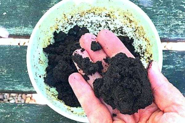 Une personne ayant du marc de café sur sa main au dessus d'un bol vert contenant du marc de café 