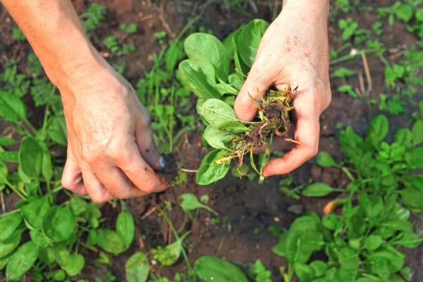 Des mauvaises herbes qui sont arrachées 