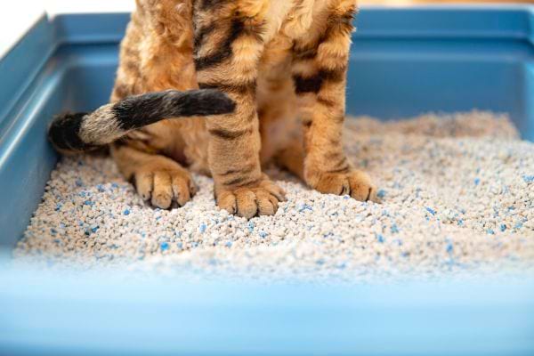 un chat fait pipi dans sa litière