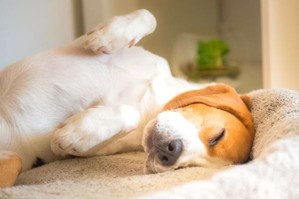 un chien dort sur sa niche sur le dos