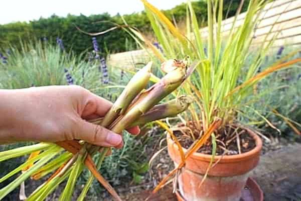 Une personne tenant de la citronnelle 