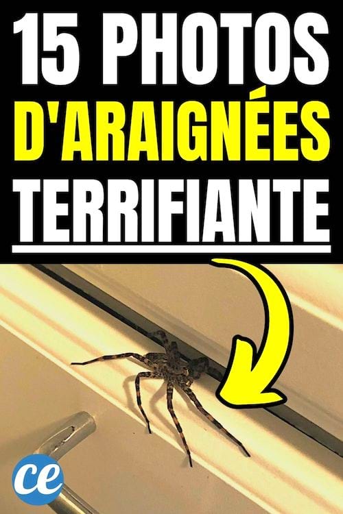15 photos d'araignées terrifiante 