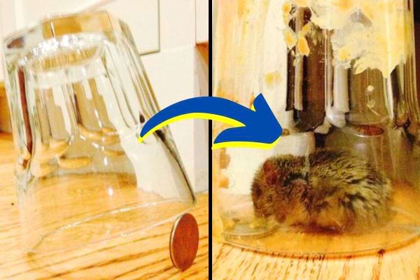 Un souris piégée dans un verre.