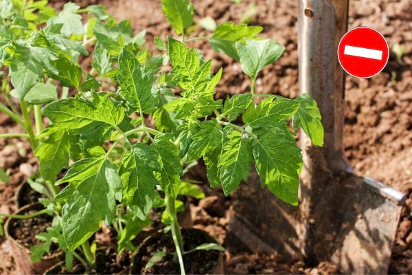 Une plante verte dans la nature