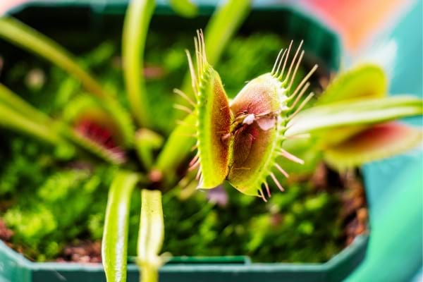 une plante carnivore plante à mouche de vénus qui mange les mouches