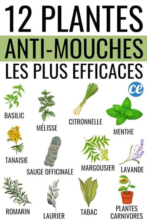 Les 12 plantes anti-mouches les plus efficaces