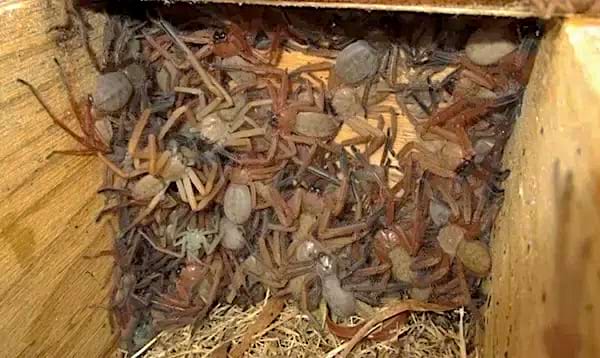 Plusieurs araignées dans une cabane avec de la paille au sol 