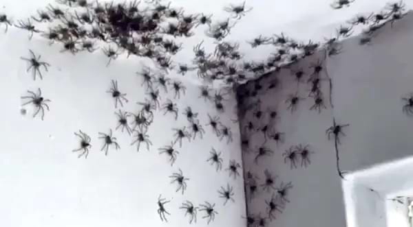 Plusieurs araignées dans le coin d'un plafond blanc 