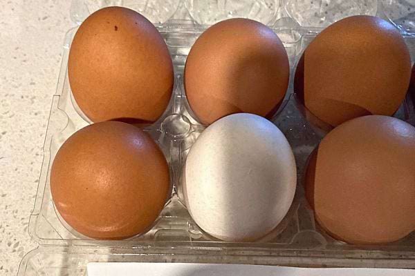 Un pack de 6 oeufs dans une boîte en plastique 