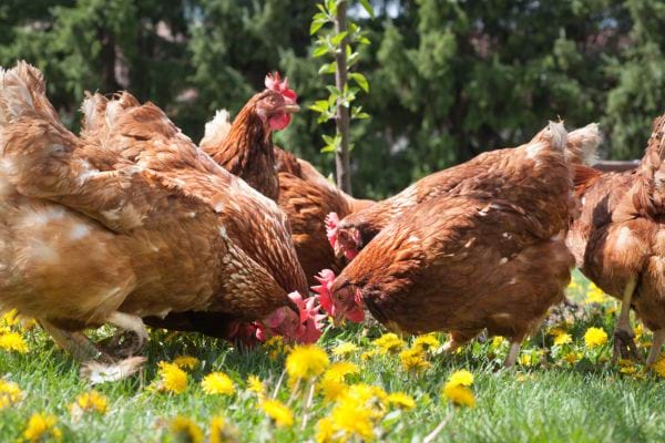 des poules qui picorent dans un jardin