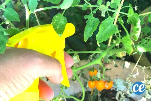 un spray jaune pour diffuser un traitement préventif au savon noir sur des plantes de tomates