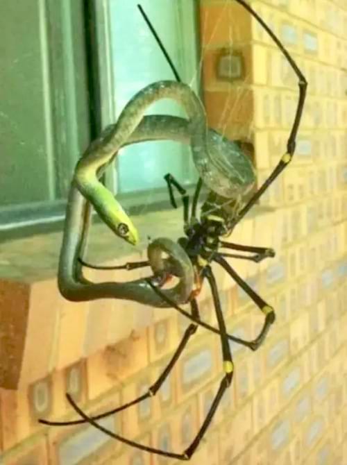 Un serpent qui entoure une grosse araignée 