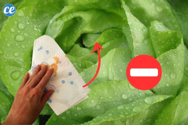 Une personne tenant un sopalin dans sa main sur une salade mouillée