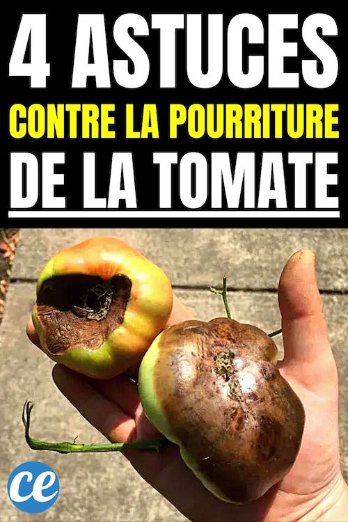HOOFGOLD BlueStuff - Traitement Sabots Chevaux Contre Pourriture Et Maladie De Ligne Blanche - Soin Réparateur