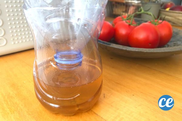 Comment Faire un Piège à Mouches Efficace Avec une Bouteille en Plastique.