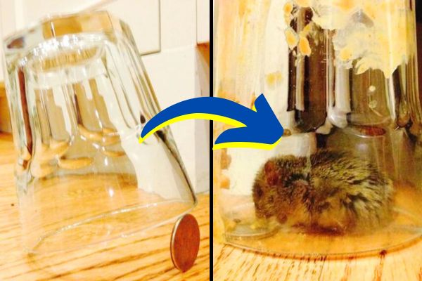 L'Astuce Pour Se Débarrasser des Souris à la Maison Sans les Tuer.