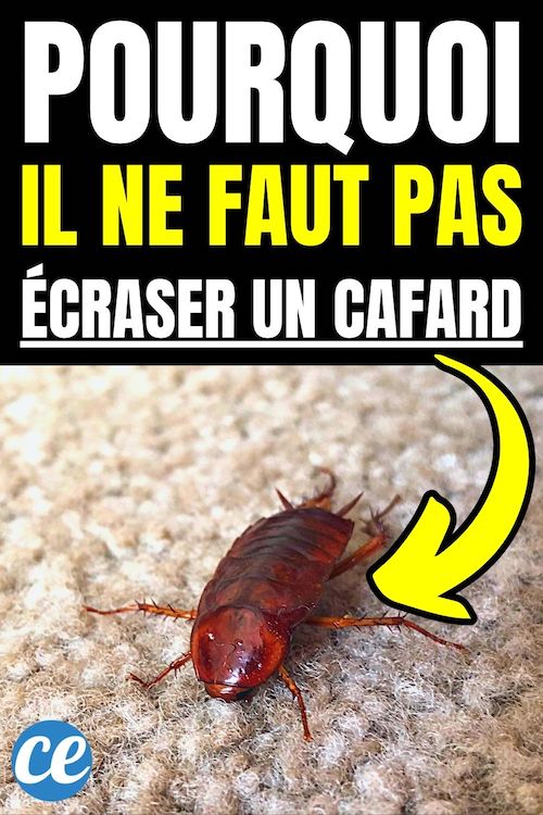 Pourquoi il Ne Faut Pas Écraser un Cafard Dans Votre Maison — free download