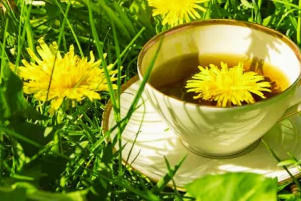 Une tisane au pissenlit pour lutter contre la rétention d'eau