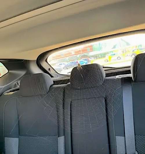 Une araignée sur sa toile dans une voiture 