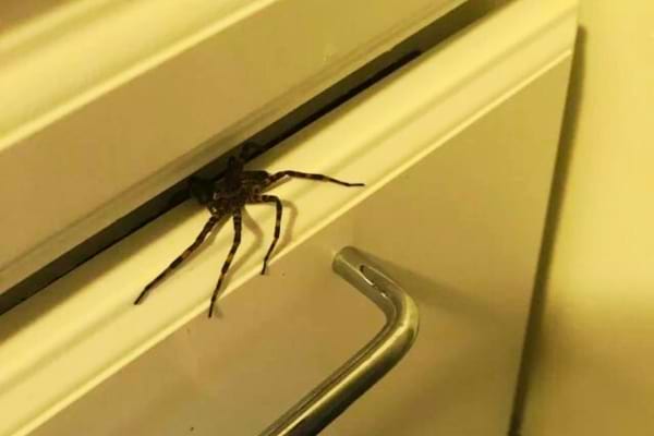 Une araignée qui sort d'un tiroir