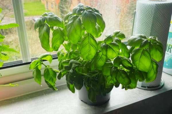 Du basilic posé sur un rebord de fenêtre comme anti moustiques