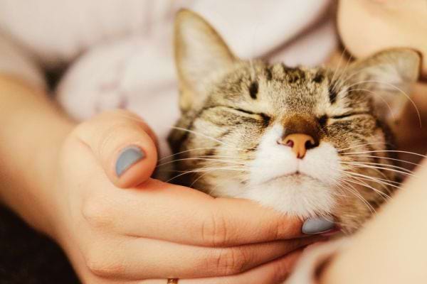 Une femme avec du vernis gris caressant on chat 
