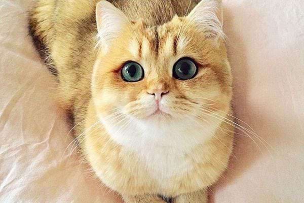 Un chat roux faisant les gros yeux 