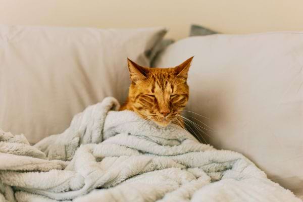 Un chat roux sous une couverture grise avec les yeux fermés 