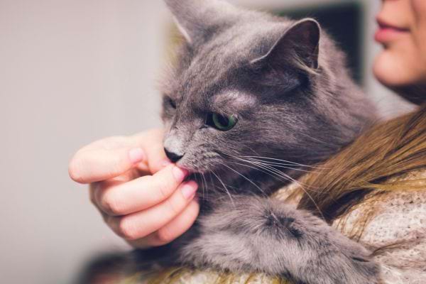 Une femme portant un chat gris qui lèche son doigt 