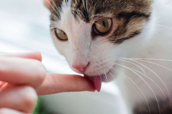 Un chat qui lèche le doigt d'une personne 
