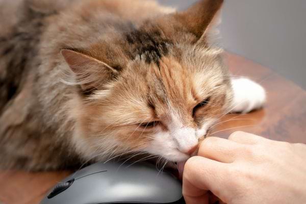 Un chat qui lèche la main d'une personne avec une souris d'ordinateur noire à côté 