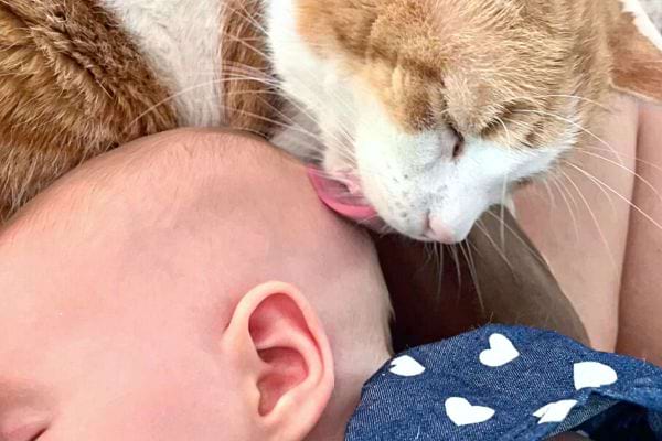 Un chat qui lèche la tête d'un bébé blanc 