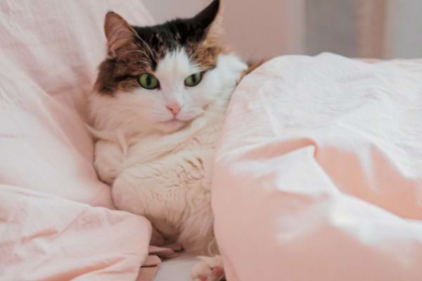 Un gros chat avec des yeux verts sous une couverture 